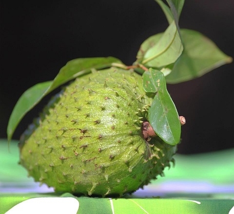 Graviola- fructul care ar putea revolutiona tratamentul cancerului