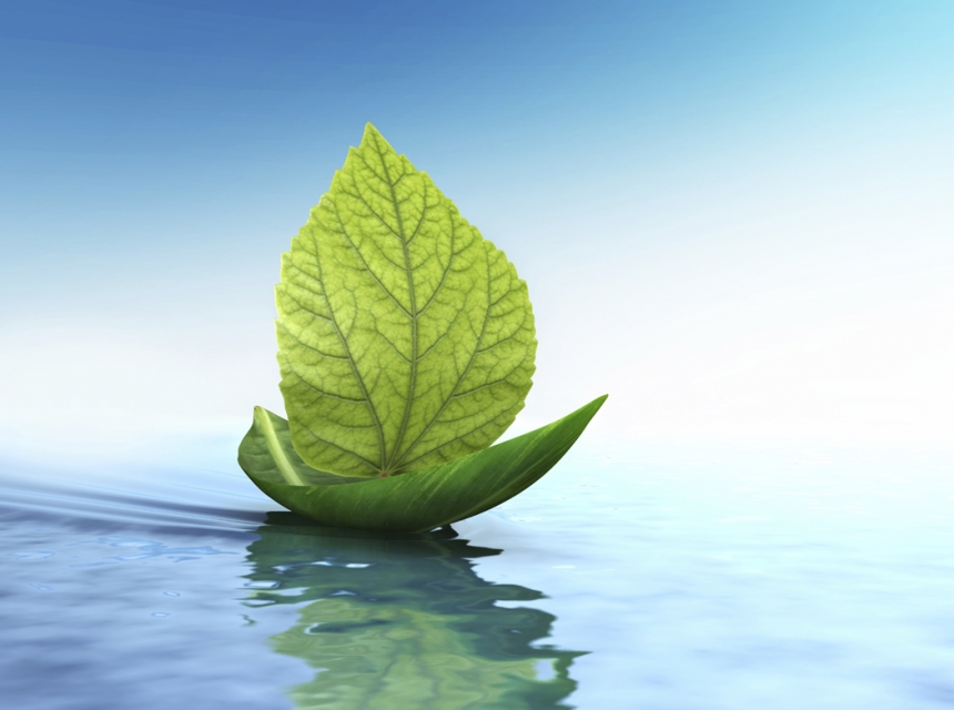 leaf