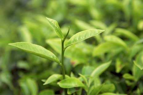 Proprietatile uleiurilor esentiale de la A la Z. Uleiul esential de arbore de ceai (tea tree)