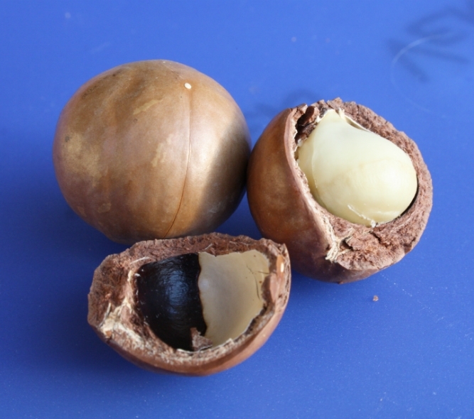 Untul din nuci de Macadamia
